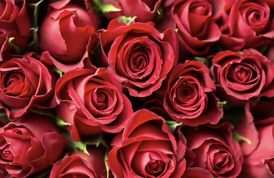 up close view of rose bouquet